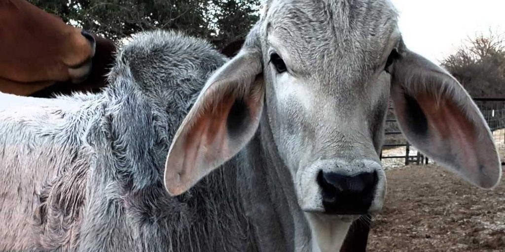 Lambert’s Ranch - Brahman Cattle