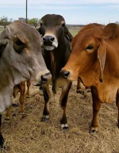 Brahman Cattle