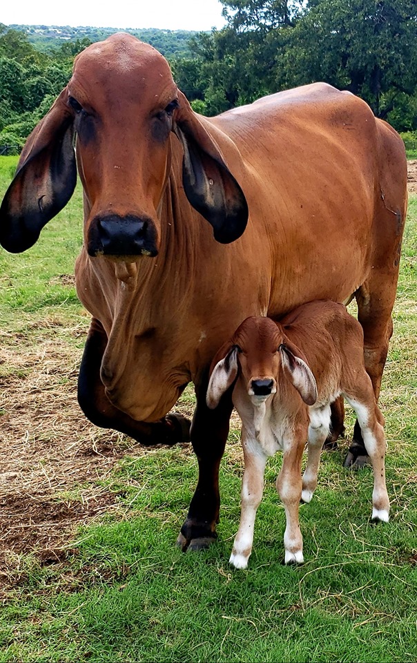 Polled Brahman Cattle - Lambert's Ranch - Polled Brahmans