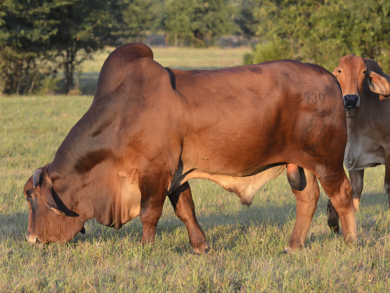 Polled Brahman Cattle - Lambert's Ranch - Polled Brahmans