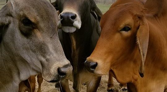 Polled Brahman Polled Brahman