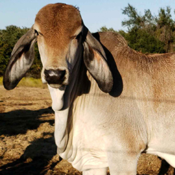 Alejandro-Brahman Alejandro