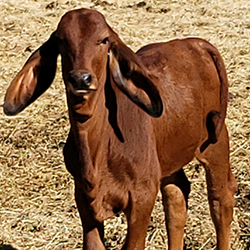 Francesca-Brahman Francesca