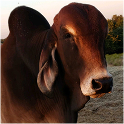 Hot Sirache-Brahman Hot Sirache