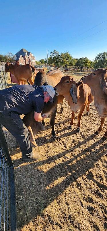 Gallery - Lambert's Ranch