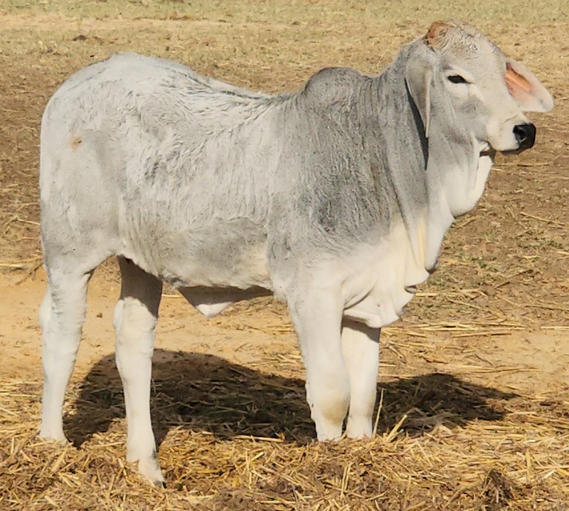 Cattle Inventory - Lambert's Ranch